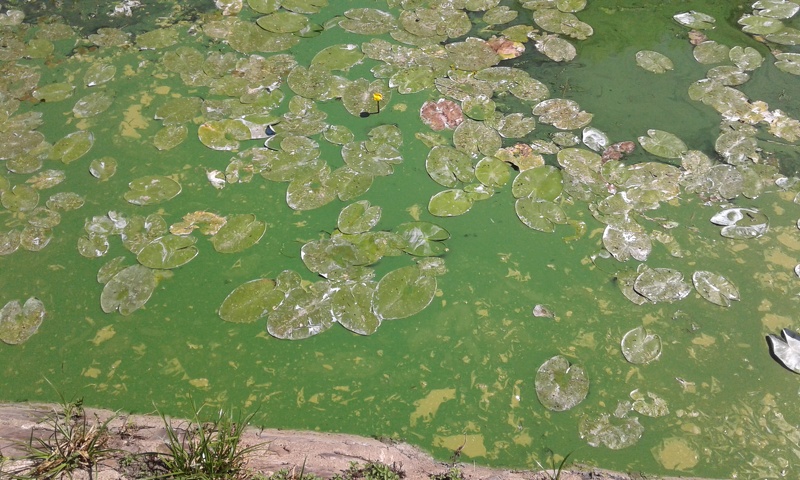 Efflorescence de cyanobactéries